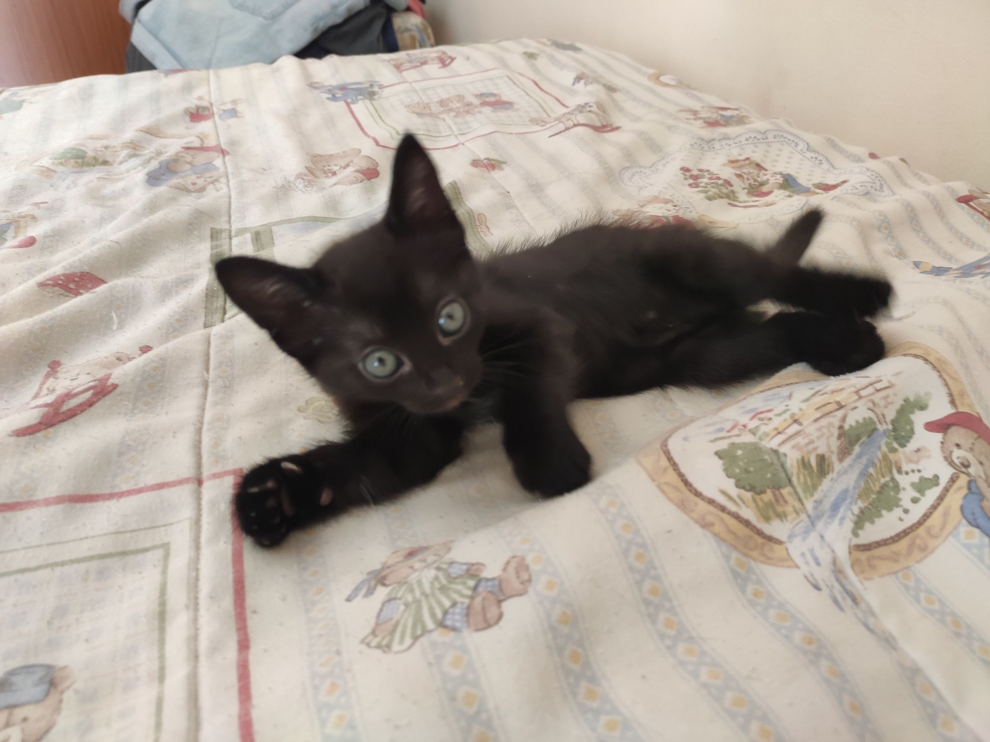 Gatinha para adoção responsável