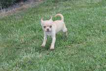 Chihuahua śliczny mini piesek już do odbioru