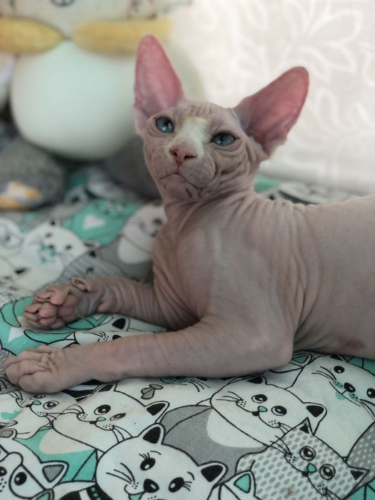 Котенок девочка сфинкс!