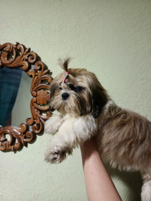 Дівчинка шит-цу  4 міс.