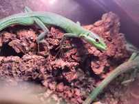 Takydromus dorsalis samiec jaszczurka długoogonowa zielona
