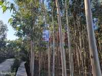 Terreno florestal em Gamil - Barcelos