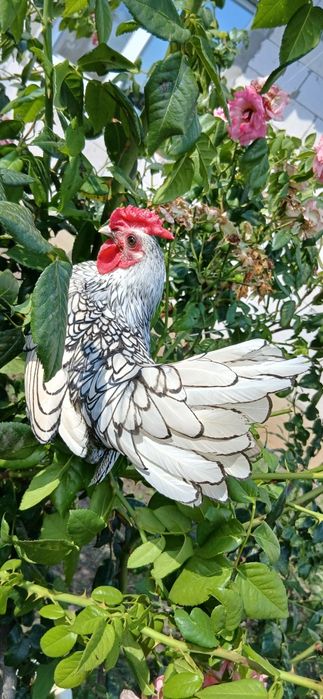 Продам півників Сібрайт Срібний