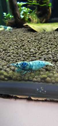 Krewetk Blue Bolt 10szt. (Caridina)