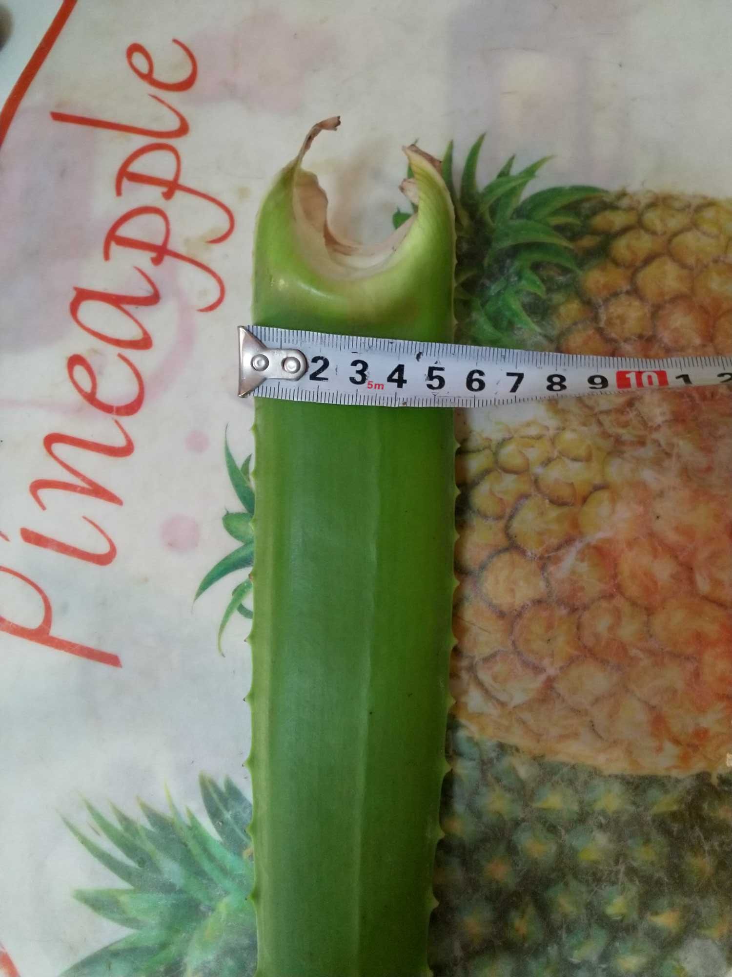 Продам листья Aloe Vera