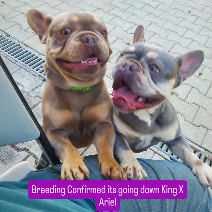 French Bull Dog ready 2 weeks before Christmas