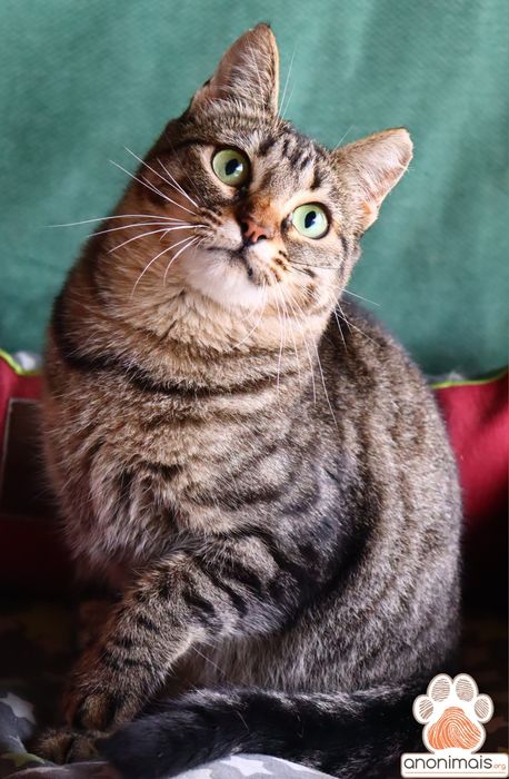 Manga - gata para adopção