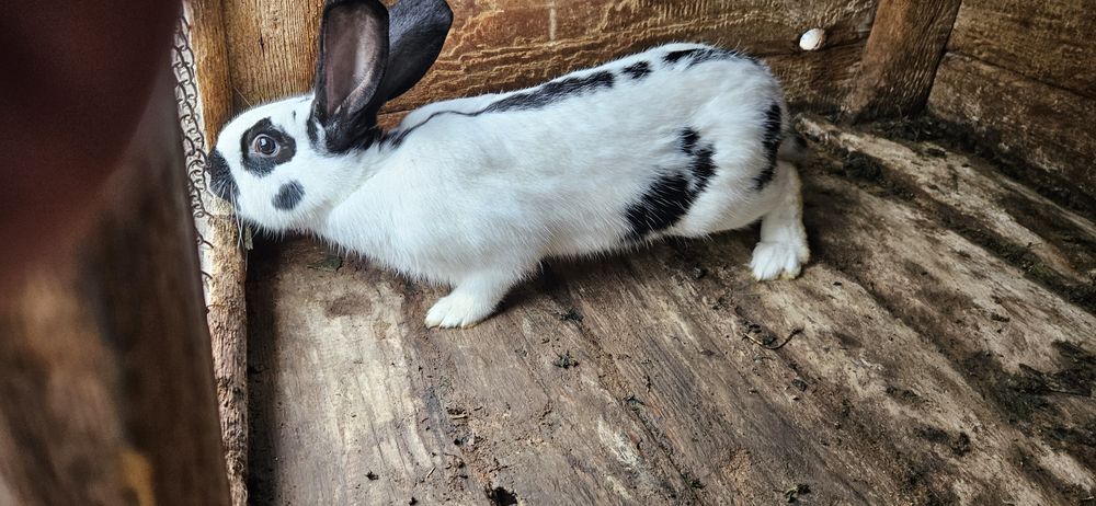 Продам кролика строкач