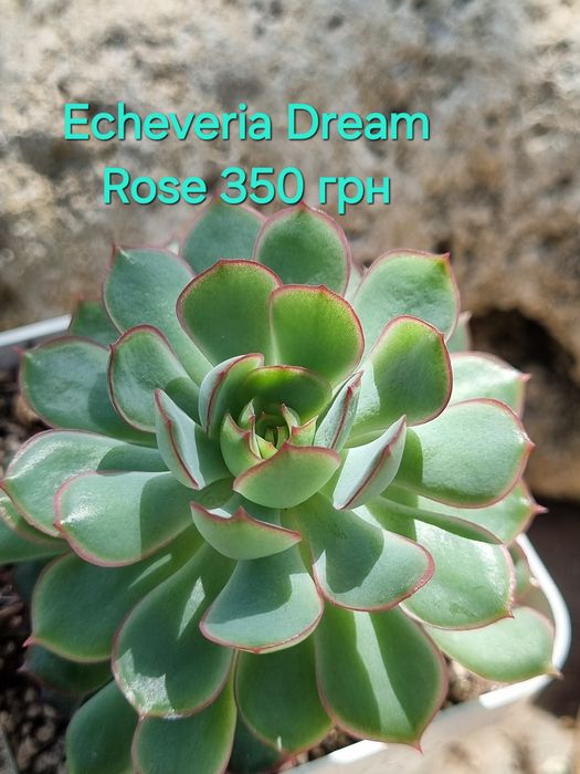 Сукуленти echeveria