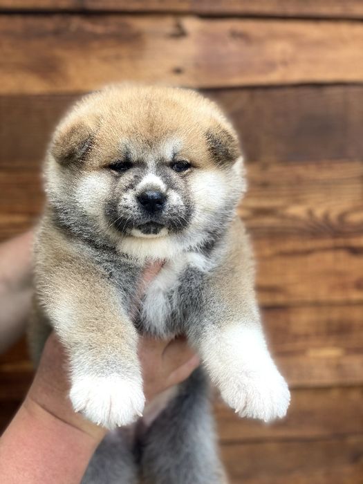 Акіта іну,  цуценята японської  акіти, Хатіко