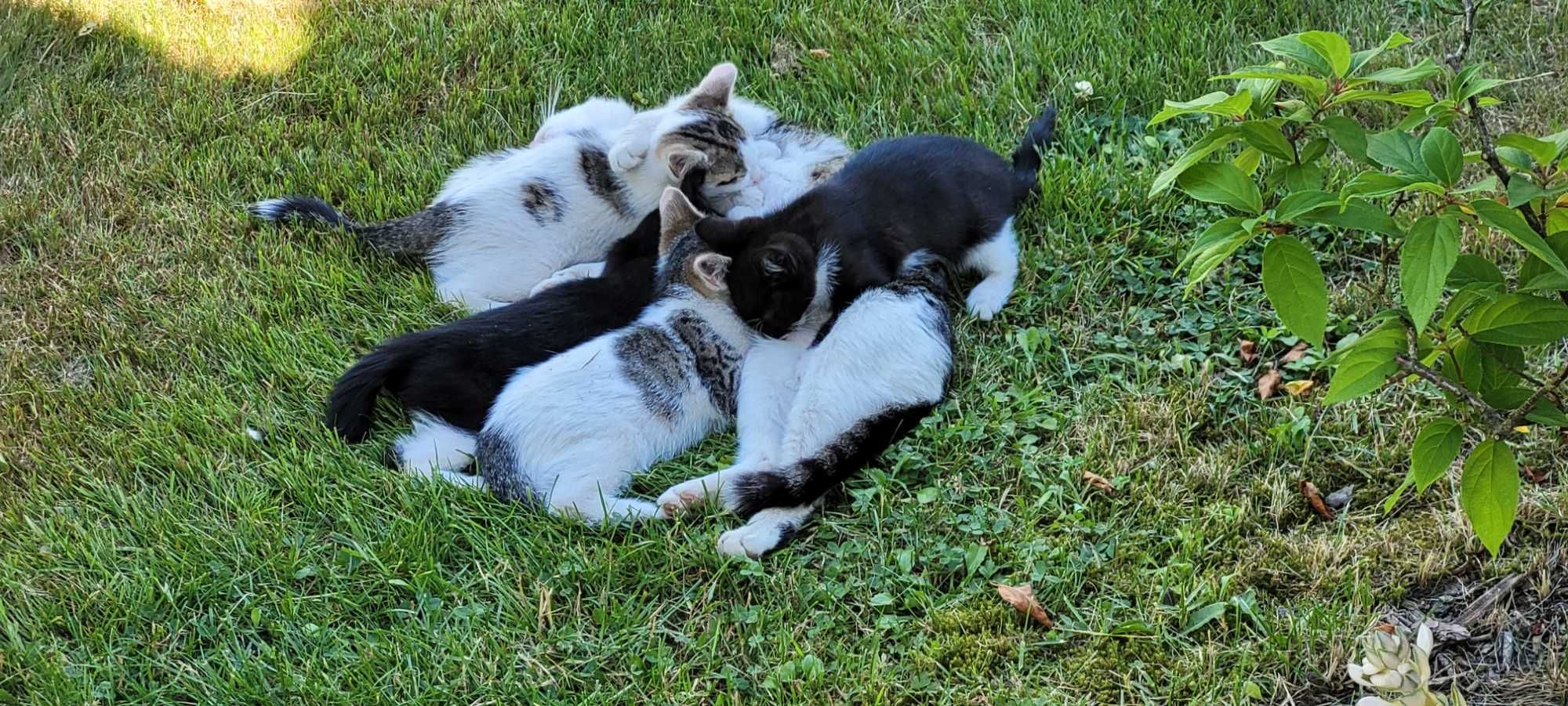 Kotki do adopcji