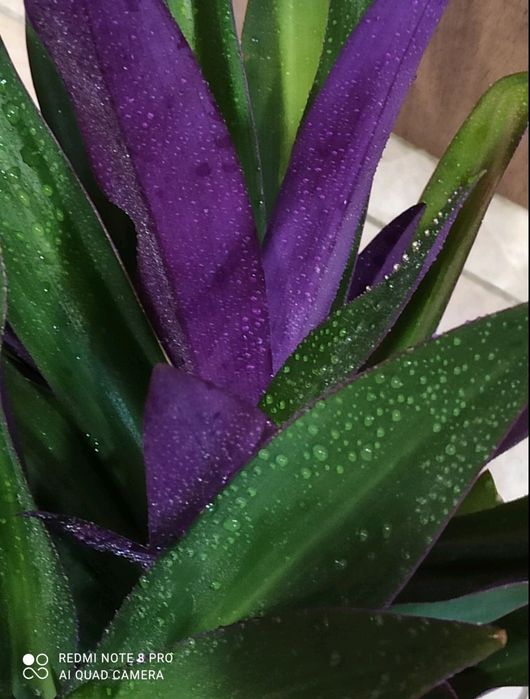 Кімнатні рослини квіти кімнатні цветы комнатные растения комнатные