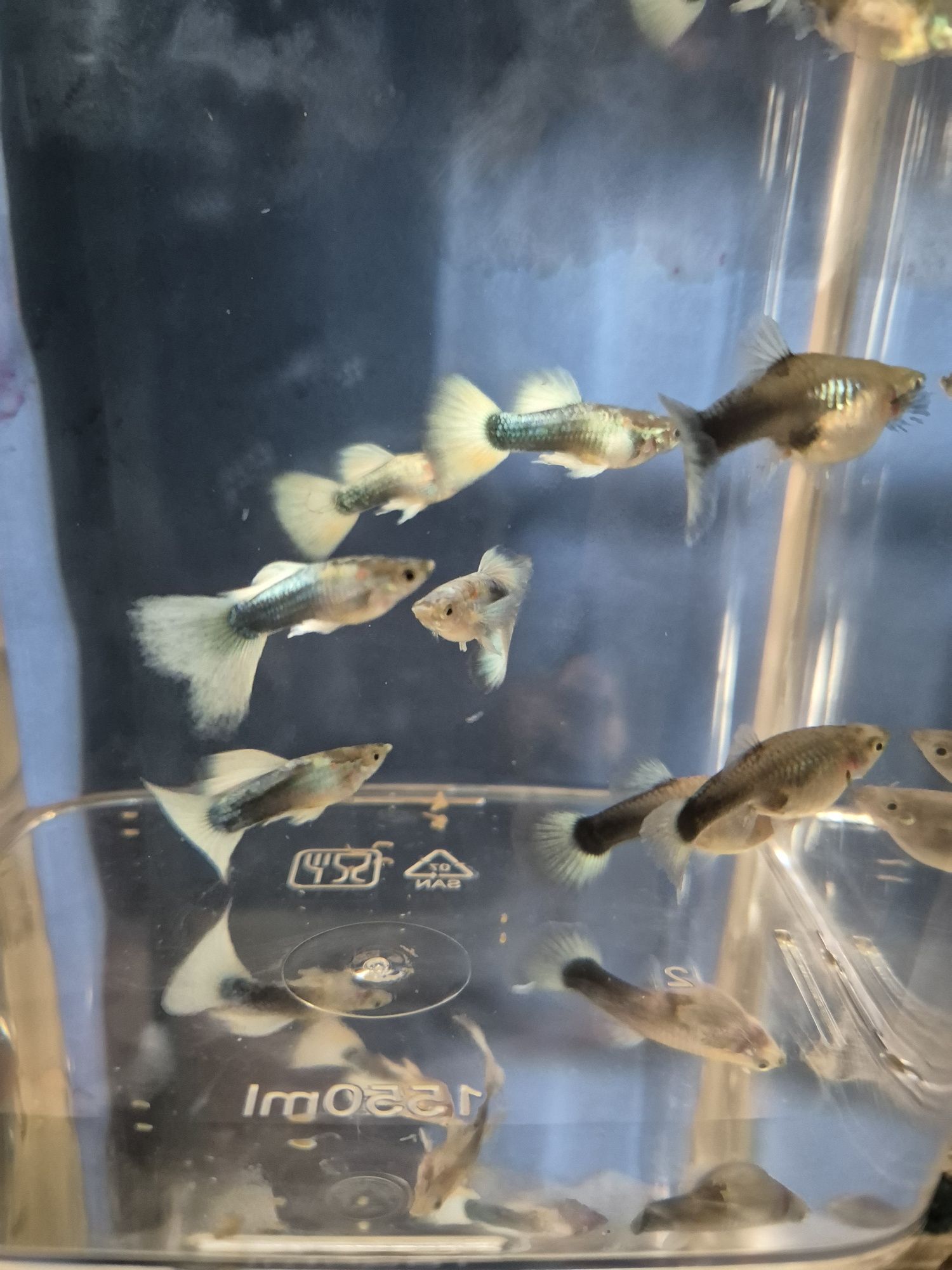 Gupiki tuxedo white HB