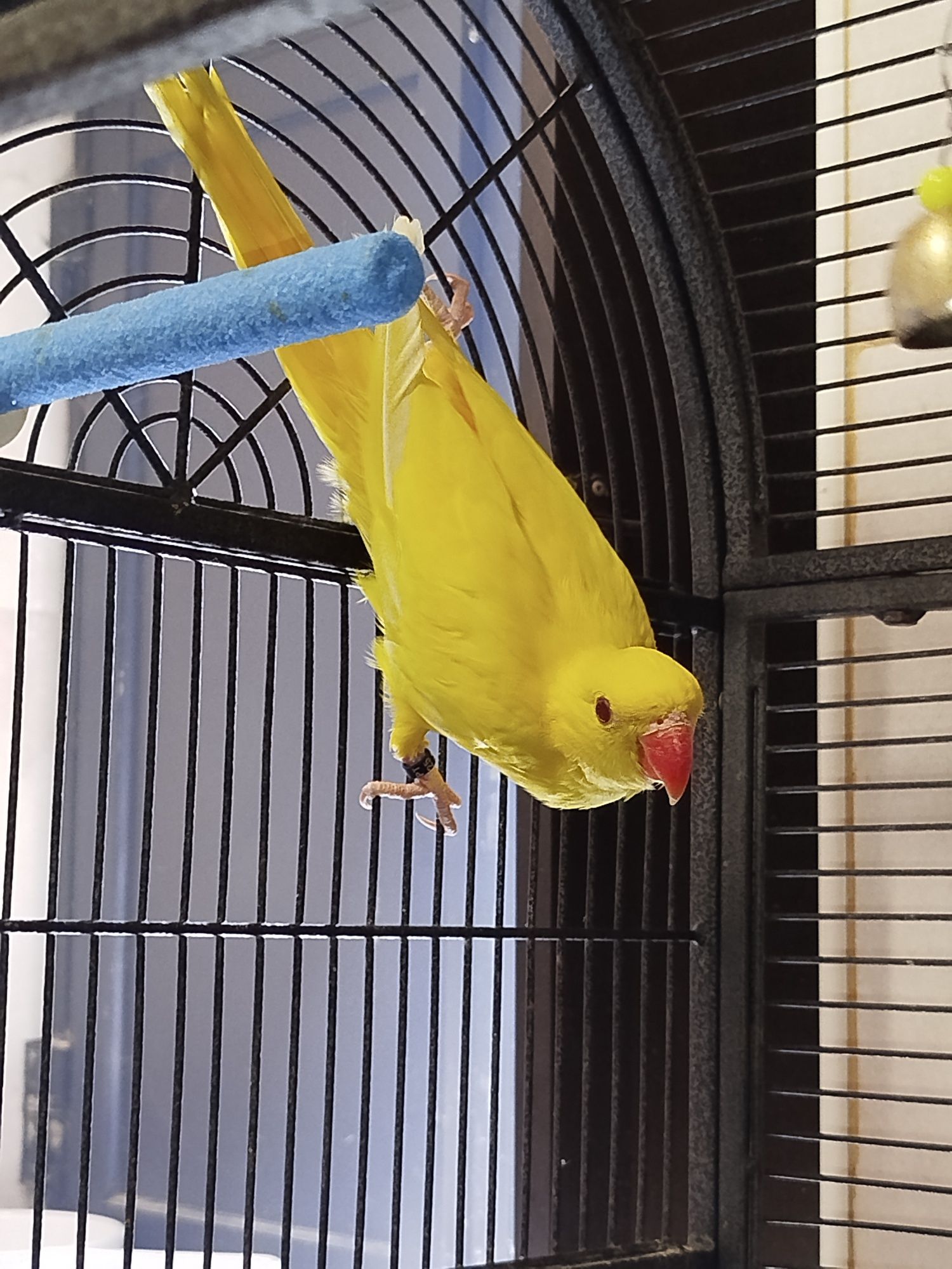 Ring neck Amarelo