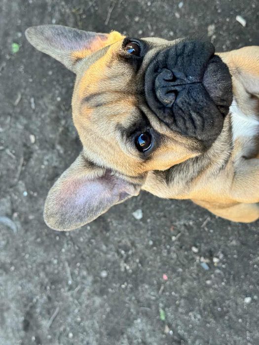 Bulldog Francês fawn