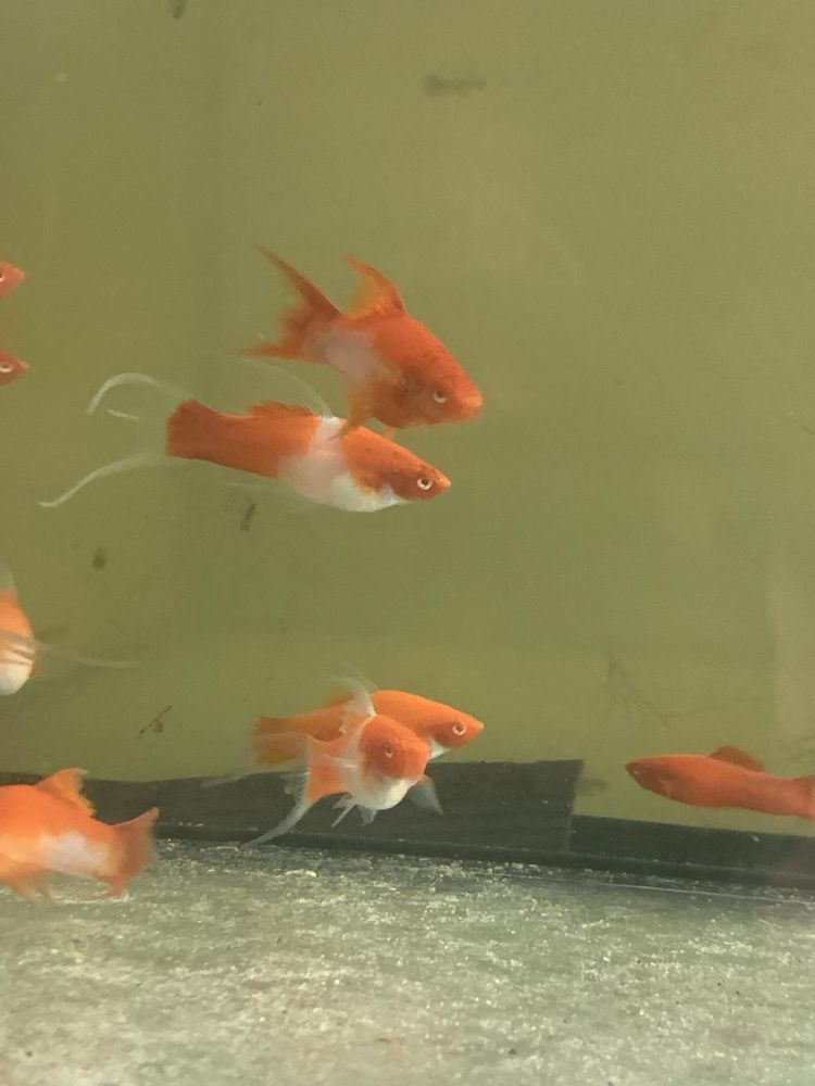 Mieczyk koi albino