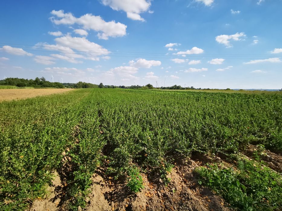 Sadzonki agrestu ( Mucurines, Invicta, Kamieniar, Biały, Czerw Triumf)