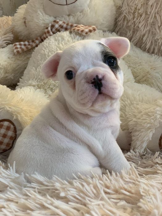 Весёлые генные французики