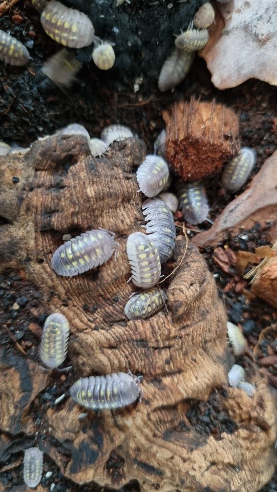 Izopody Armadillidium granulatum Lemon