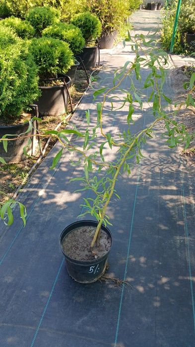 Верба Матсудана, Хакуро-Нішікі, Секка,  японська