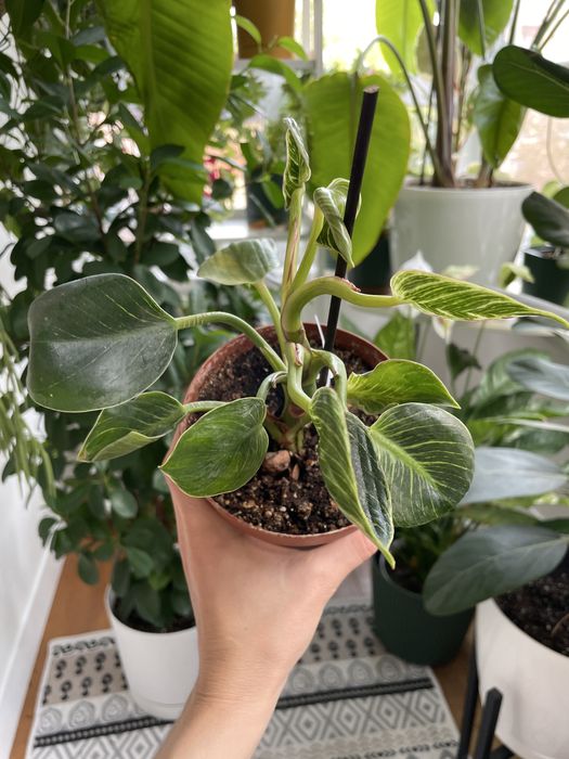 Філодендрон Біркін philodendron birkin