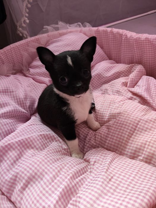 Чихуахуа дівчинка та два хлопчика