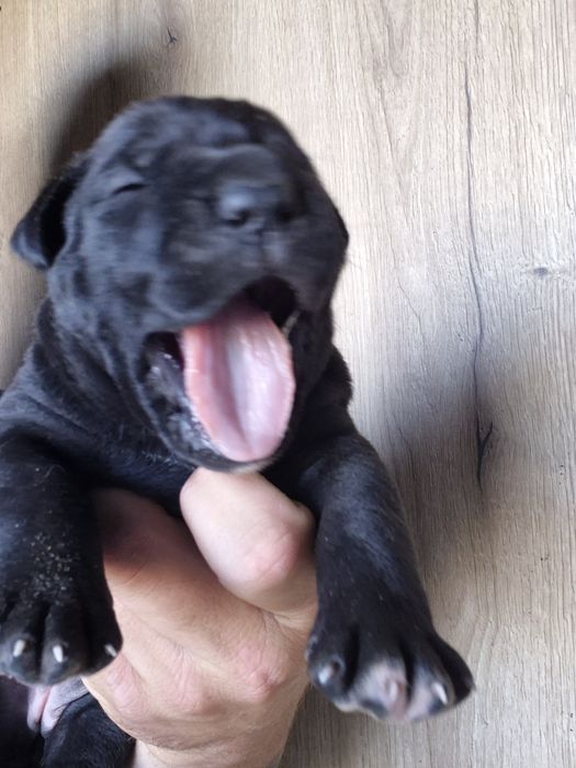 Czarny Szczeniak Cane Corso szczeniaczek mocni rodzice, rodowód