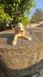 Cocker spaniel puro