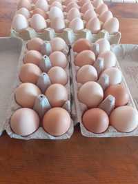 Jajka jaja ekologiczne wiejskie swojskie od kur z wolnego wybiegu
