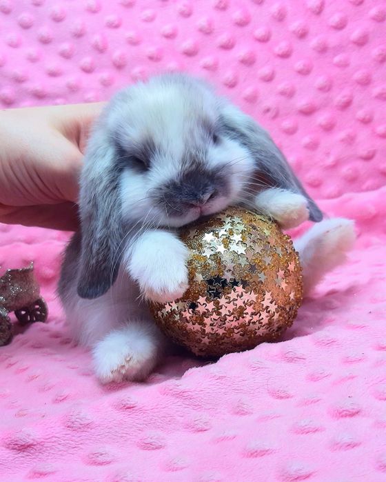 Карликовые мини кролики торчеухие и вислоухие баранчики,клетки,корма