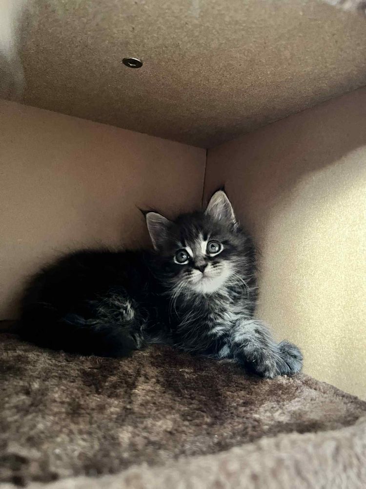 Śliczne Maine Coon