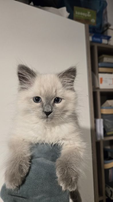 Kocurek Syberyjski Neva Meskarada po Championach