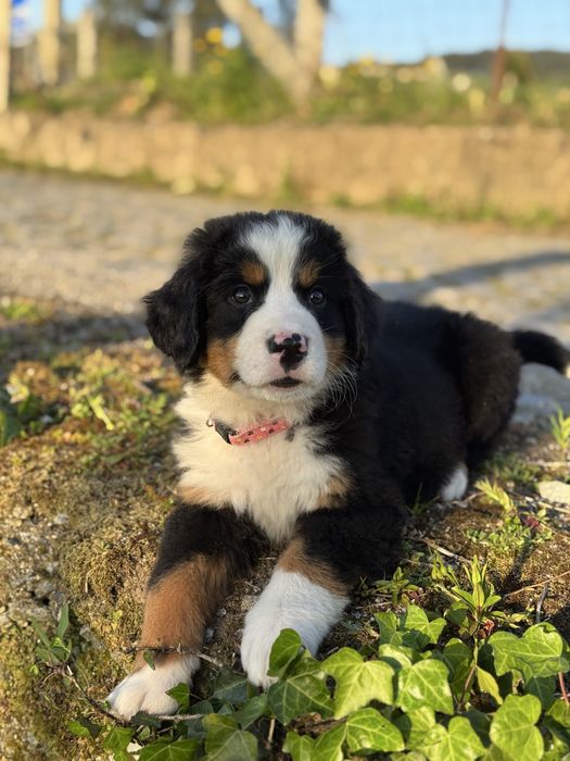 Boiadeiro de Berna / Bouvier Bernois / Bernese Mountain Dog