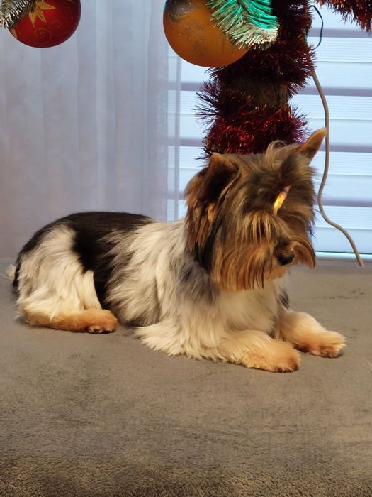 Suczka Yorkshire terrier Biewer