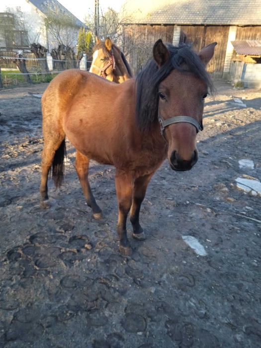 Sprzedam lub zamienię klaczki huculskie