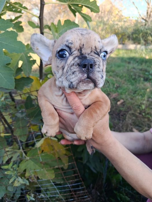 Щенки французского бульдога