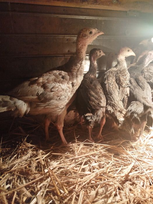 Sprzedam młode indyki