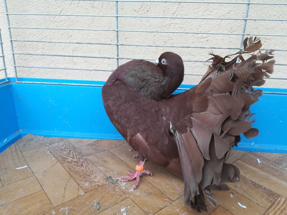 Pawik Pawiki czerwone STARY TYP 2025 r.