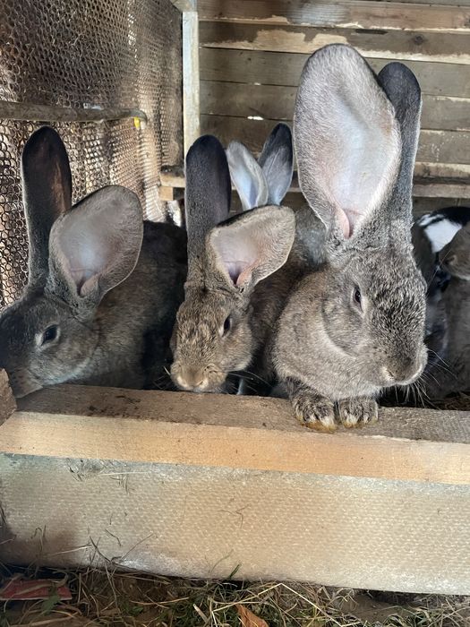 Кролики Фландр чистокровні