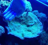 Echinophyllia lamellosa - akwarium morskie