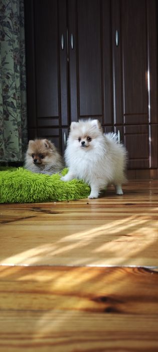 Szpic miniaturowy, pomeranian, suczki