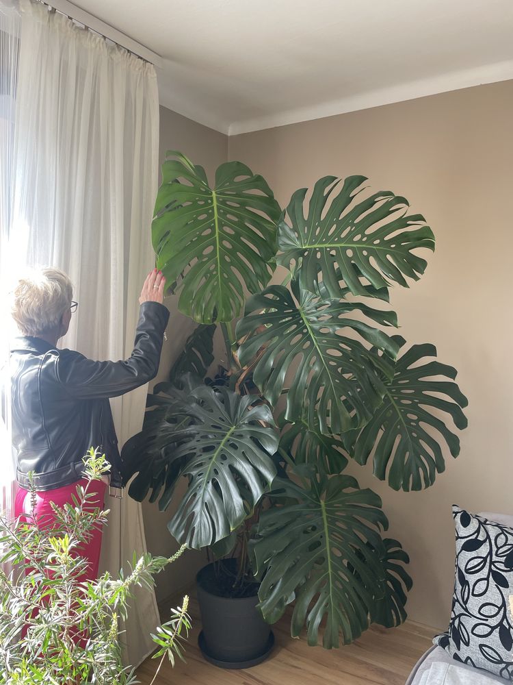 Monstera gigant