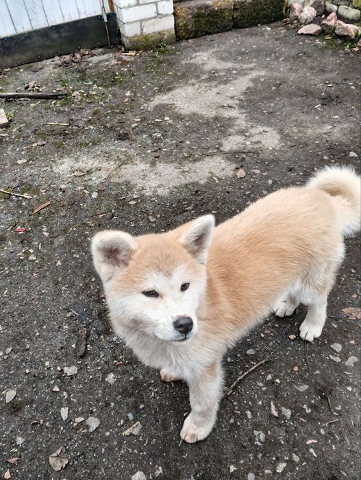 Віддам в добрі руки собак, тойчик та акіта, місто Ніжин!
