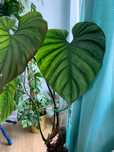 kolekcja Philodendron sp. Columbia (Silver)