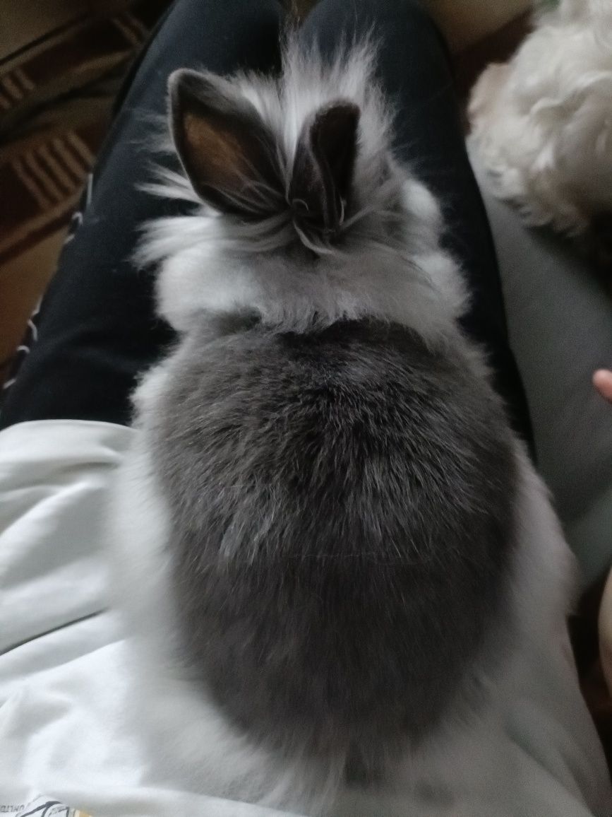 Królil rasy teddy