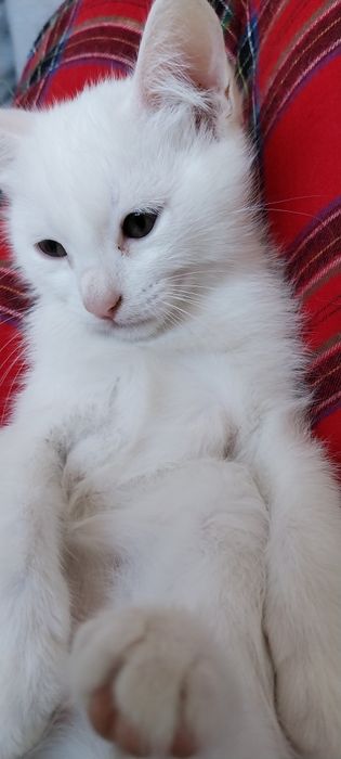 Gatinho com 2 meses
