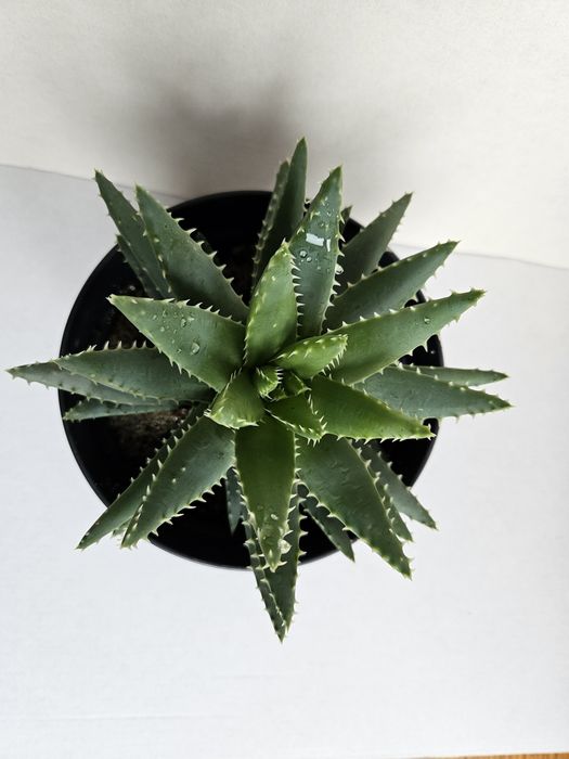 Planta Aloe brevifolia Vaso 13 cm