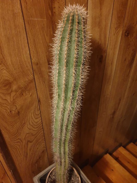 Kaktus wysokość 78cm