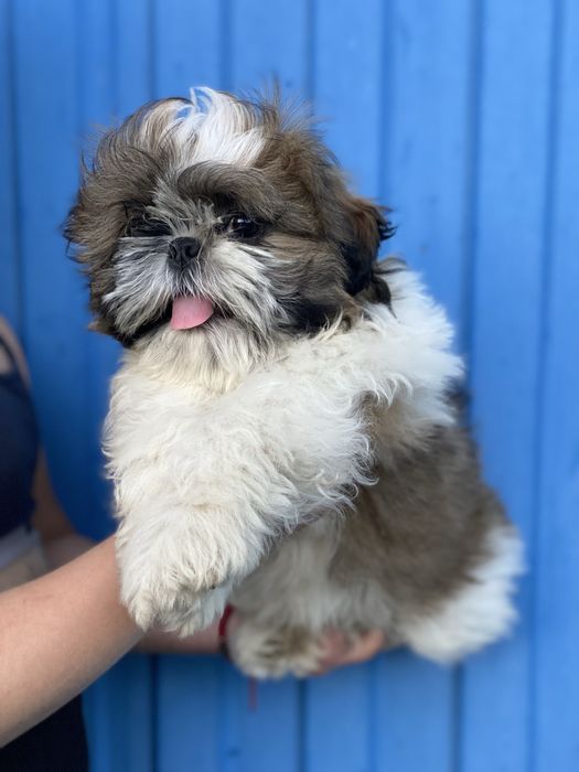 Хлопчик і дівчинка шитцу  шукає мам пап