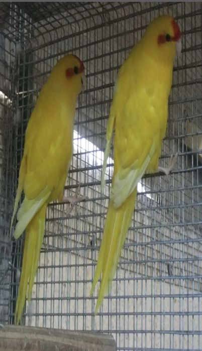 Varias Aves para nova casa